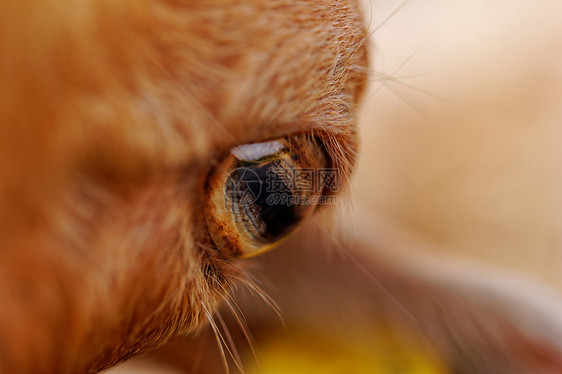 山羊的眼睛牛角盘子农业毛皮棕色哺乳动物黄色乡村农场宏观图片