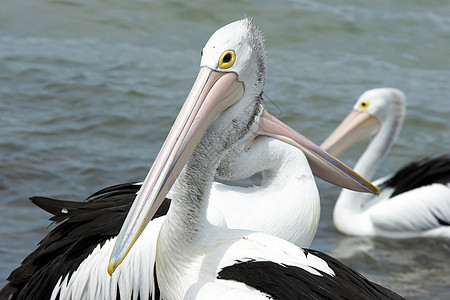 澳大利亚Pelican岛 袋鼠岛旅行假期黑色野生动物白色背景图片