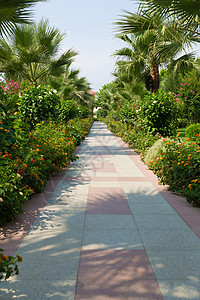 热带花园中的小巷露台棕榈假期奢华叶子森林小路热带途径旅行图片