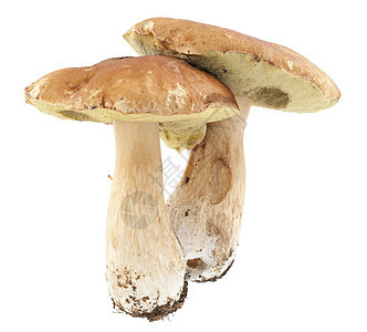 蘑菇食物宏观食用菌棕色蔬菜图片