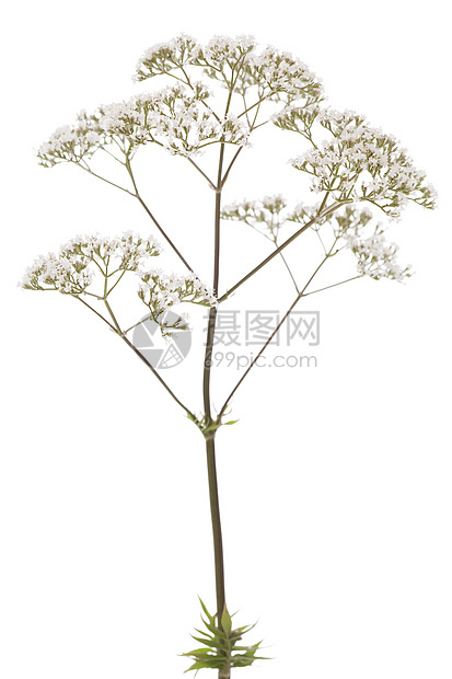 瓦列里语Name叶子宏观草本植物白色植物花序草药图片