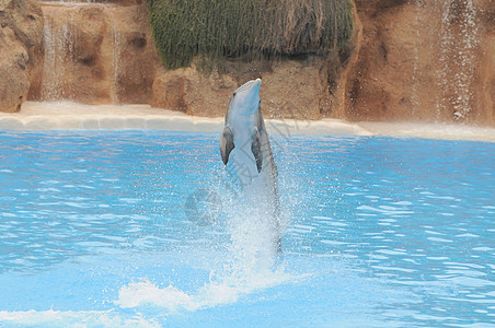 蓝色水上的灰色海豚脚蹼水族馆娱乐水池乐趣生物生活野生动物荒野瓶子图片