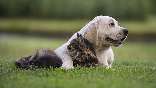 友爱森林虎斑动物小猫友谊小狗朋友们猫咪犬类黄色图片