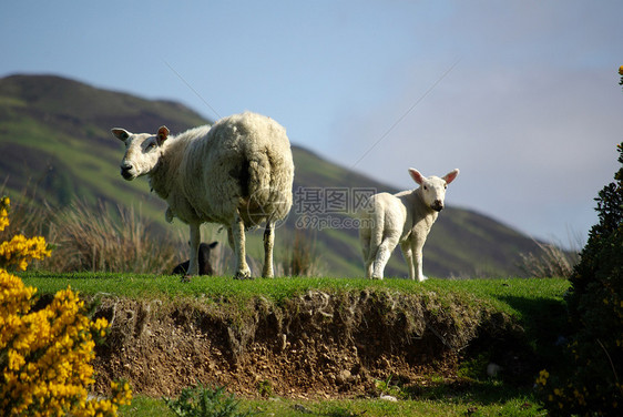 在苏格兰 牧草上羊羊和羊羔季节旅行母羊家畜农业婴儿风景好奇心家庭地区图片