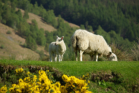 在苏格兰 牧草上羊羊和羊羔家畜农业团体牧场家庭哺乳动物风景乡村宠物场地背景图片
