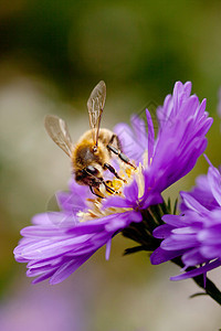 紫花上的蜜蜂头发杂草植物荒野翠菊紫色宏观动物昆虫眼睛图片