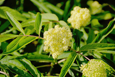 夏天的黄花叶子植物树叶绿色图片