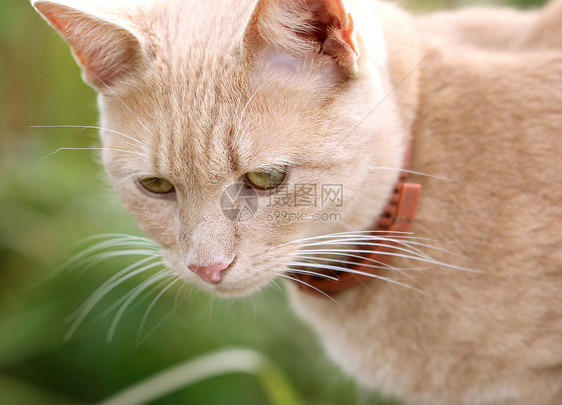 美丽的红猫的肖像老虎虎斑动物耳朵海豹垃圾男性小猫毛皮猫咪图片