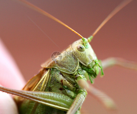 一只大绿蝗虫的肖像图片