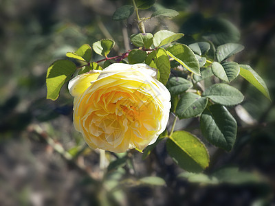 黄玫瑰叶子黄色园艺植物群花园图片