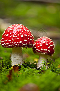 森林秋天的蘑菇详细细节 请见此毒蝇菌类叶子宏观生物苔藓地面植物生物学荒野图片