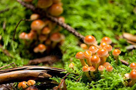 林中棕色蘑菇组 秋天室外苔藓团体季节菌类森林荒野植物宏观木头蔬菜图片