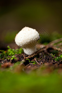 棕色蘑菇秋季户外大型闭合苔藓地面菌类食物宏观团体孢子植物群荒野木头图片