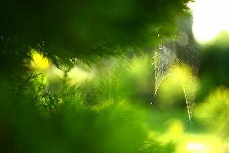 绿背景的树上蜘蛛蜘蛛网昆虫薄雾白色绿色蛛网丝绸陷阱图片