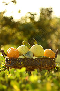 绿色背景的篮子中的半金和五金异国收成农业花园食物水果情调饮食市场甜点图片