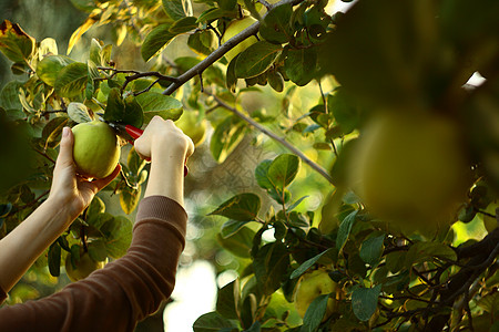 从树上取出新鲜的果实场地农场采摘橙子食物女士卫生农业农民男人图片