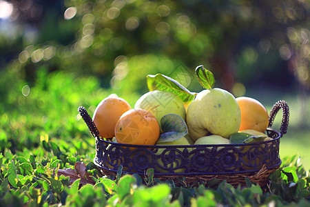 绿色背景的篮子中的半金和五金异国市场收成食物农业水果饮食甜点花园情调图片