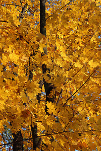 树上黄秋叶公园季节展示装饰橙子森林风格黄色叶子天空图片