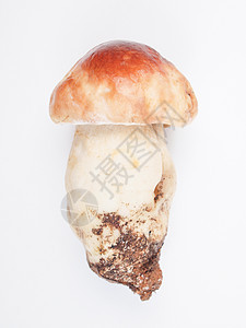 波西尼蘑菇美食包子营养常委食物图片
