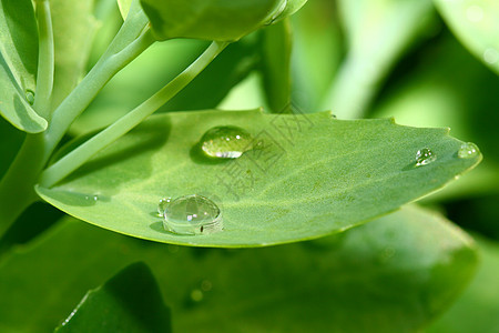 自然自流水天气液体绿色叶子环境水滴生活露珠雨滴草地图片