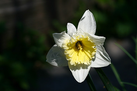 黄色自恋水仙花水仙植物群白色活力宏观花园花坛生长季节图片