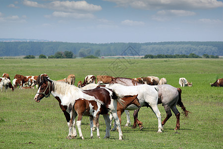 牲畜和海马 以及牧草的野马农场父母牛奶季节牧场动物乳房乡村场地家畜图片