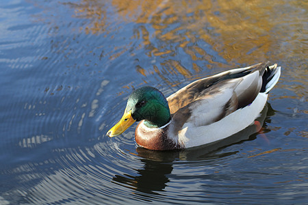 野鸭 鸭游泳黄色池塘鸭子动物手掌绿色图片