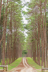 松农农林业 泰国清迈植物旅游分支机构生态温暖松树森林车站桉树旅行图片