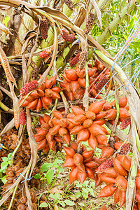 泰国甜甜和酸甜的萨六甲水果口味情调美食异国热带食物蛇果头发皮肤树叶甜点图片