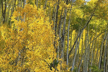 科罗拉多圣胡安国家森林 秋色的阿斯彭树蓝色天空森林国家地区性颤木松树宏观荒野黄色图片