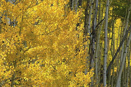 科罗拉多圣胡安国家森林 秋色的阿斯彭树橙子森林荒野绿色叶子宏观松树国家蓝色地区性图片