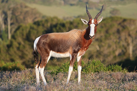 Bontebok 星座衬套动物野生动物动物群荒野草原食草哺乳动物牛角棕色图片