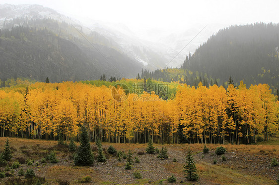 秋色的阿斯彭树 不复成阿格雷国家森林 科罗拉叶子黄色松树宏观风景荒野国家颤木森林橙子图片
