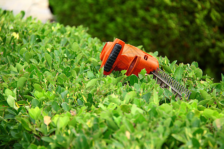 绿色灌木的修剪工具刀具工人剪子汽油院子力量衬套园艺生长园丁图片