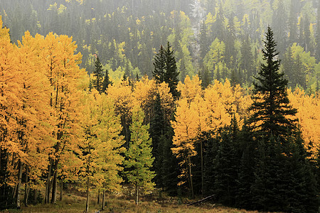 秋色的阿斯彭树 不复成阿格雷国家森林 科罗拉叶子森林松树风景黄色颤木荒野国家宏观绿色图片