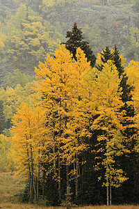 秋色的阿斯彭树 不复成阿格雷国家森林 科罗拉松树地区性叶子荒野颤木国家森林橙子绿色黄色图片
