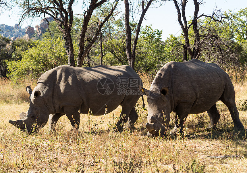 两头大型犀牛在津巴布韦放牧草地图片