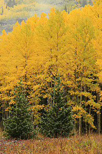 秋色的阿斯彭树 不复成阿格雷国家森林 科罗拉地区性黄色宏观国家森林绿色松树风景荒野颤木图片