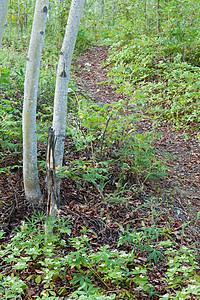 塔伊加森林线索 与邦氏草花连成一线浆果矮人踪迹植物植物群森林娱乐针叶林荒野地区图片