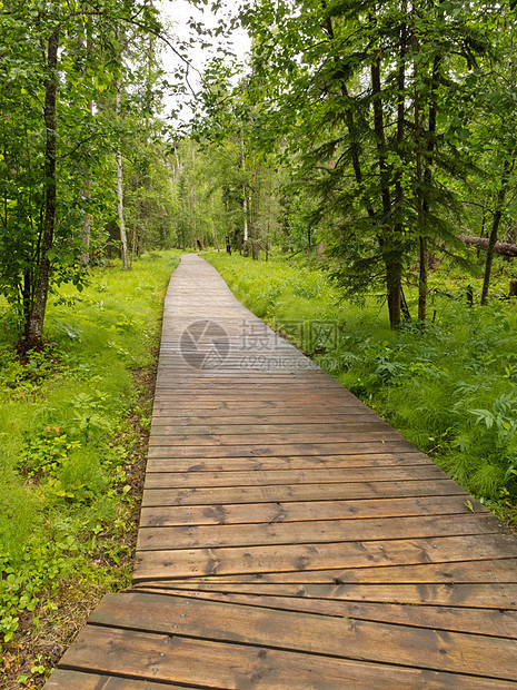 加拿大不列颠哥伦比亚北部博莱林泰伊加木板路木板植被林地踪迹阴影娱乐湿地植物群荒野生态图片