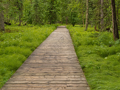 加拿大不列颠哥伦比亚北部博莱林泰伊加木板路植物植被湿地人行道荒野生态小路环境娱乐途径图片