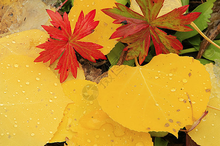 彩色叶子与秋色相近宏观地区性松树荒野森林国家橙子蓝色风景黄色图片