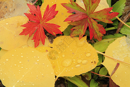 彩色叶子与秋色相近荒野蓝色黄色绿色森林国家松树风景地区性宏观图片
