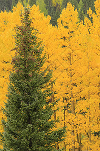 秋色的阿斯彭树 不复成阿格雷国家森林 科罗拉颤木宏观叶子绿色风景橙子荒野国家黄色地区性图片
