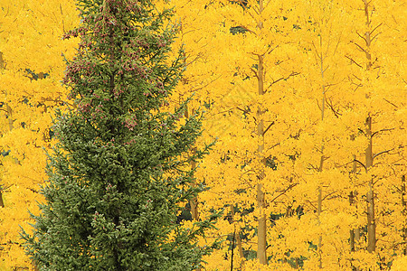秋色的阿斯彭树 不复成阿格雷国家森林 科罗拉宏观绿色风景黄色叶子国家松树地区性橙子颤木图片