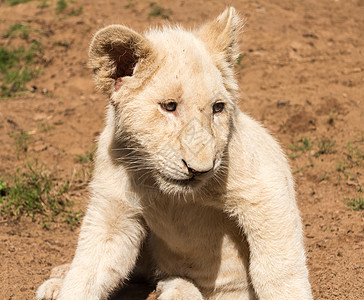 南部非洲幼狮的肖像 非洲南部图片
