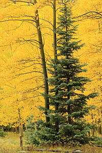 秋色的阿斯彭树 不复成阿格雷国家森林 科罗拉叶子宏观颤木森林绿色地区性国家橙子风景荒野图片