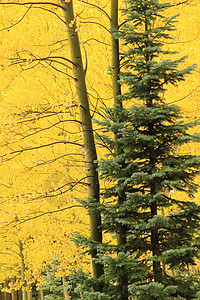 秋色的阿斯彭树 不复成阿格雷国家森林 科罗拉绿色黄色颤木地区性宏观松树风景橙子森林荒野图片