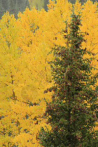 秋色的阿斯彭树 不复成阿格雷国家森林 科罗拉森林风景宏观颤木荒野国家绿色地区性叶子松树图片