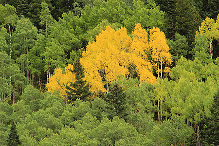 秋色的阿斯彭树 不复成阿格雷国家森林 科罗拉颤木橙子国家风景松树绿色森林地区性宏观黄色图片